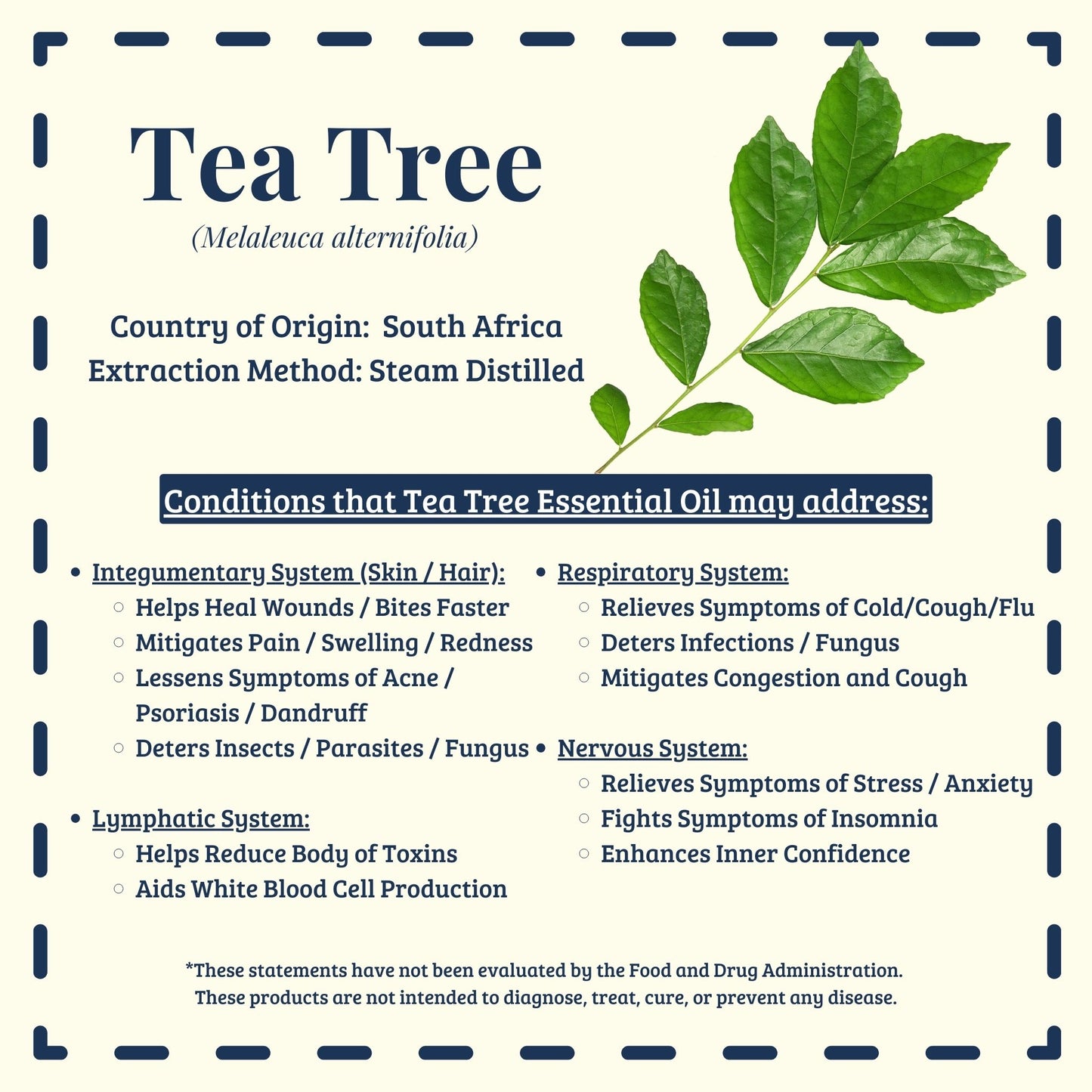 Tea tree essential oil traditional uses for skin and respiratory support – Diffuse It® Essential for Wellness