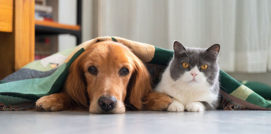 Dog and cat relaxing under a blanket