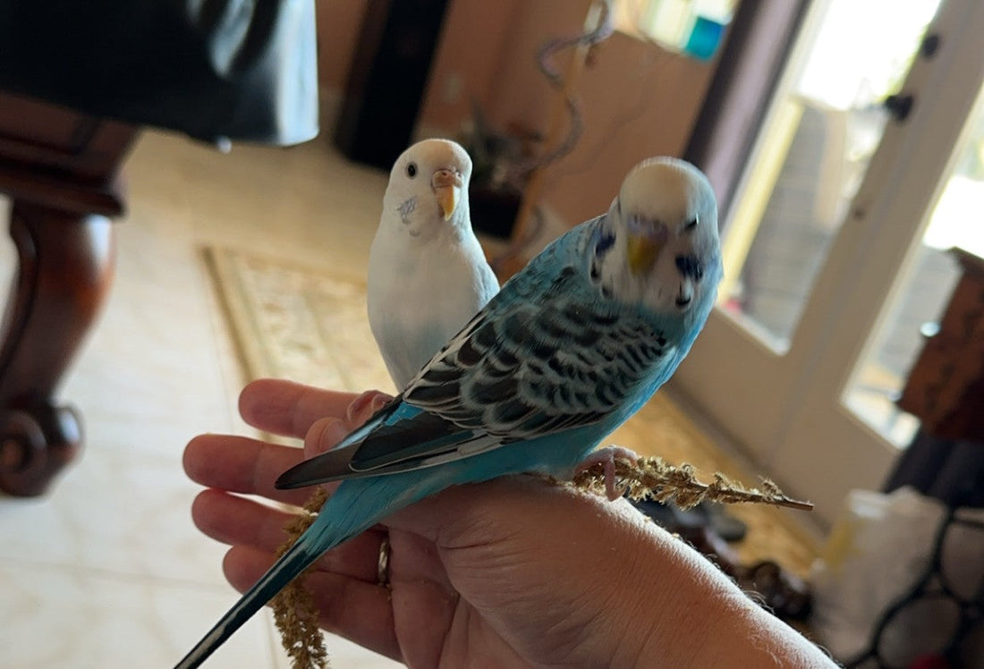 Can You Diffuse Essential Oils Around Birds? Safe Essential Oils for Birds & Budgie Safety Tips