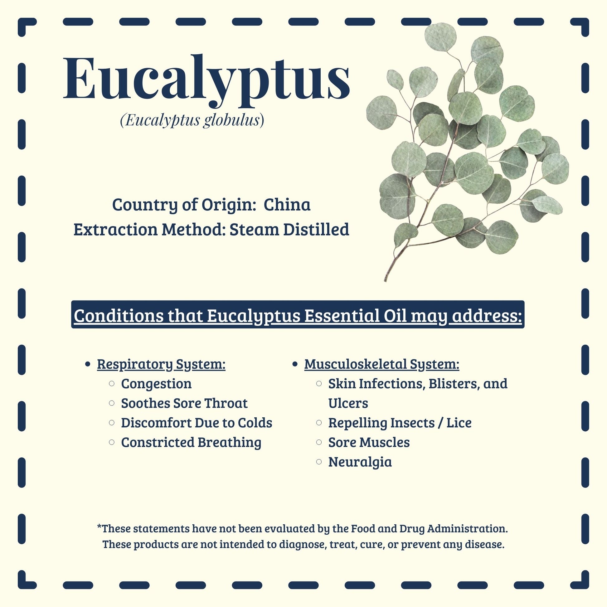 Eucalyptus essential oil traditional uses for respiratory support – Diffuse It® by Essential for Wellness