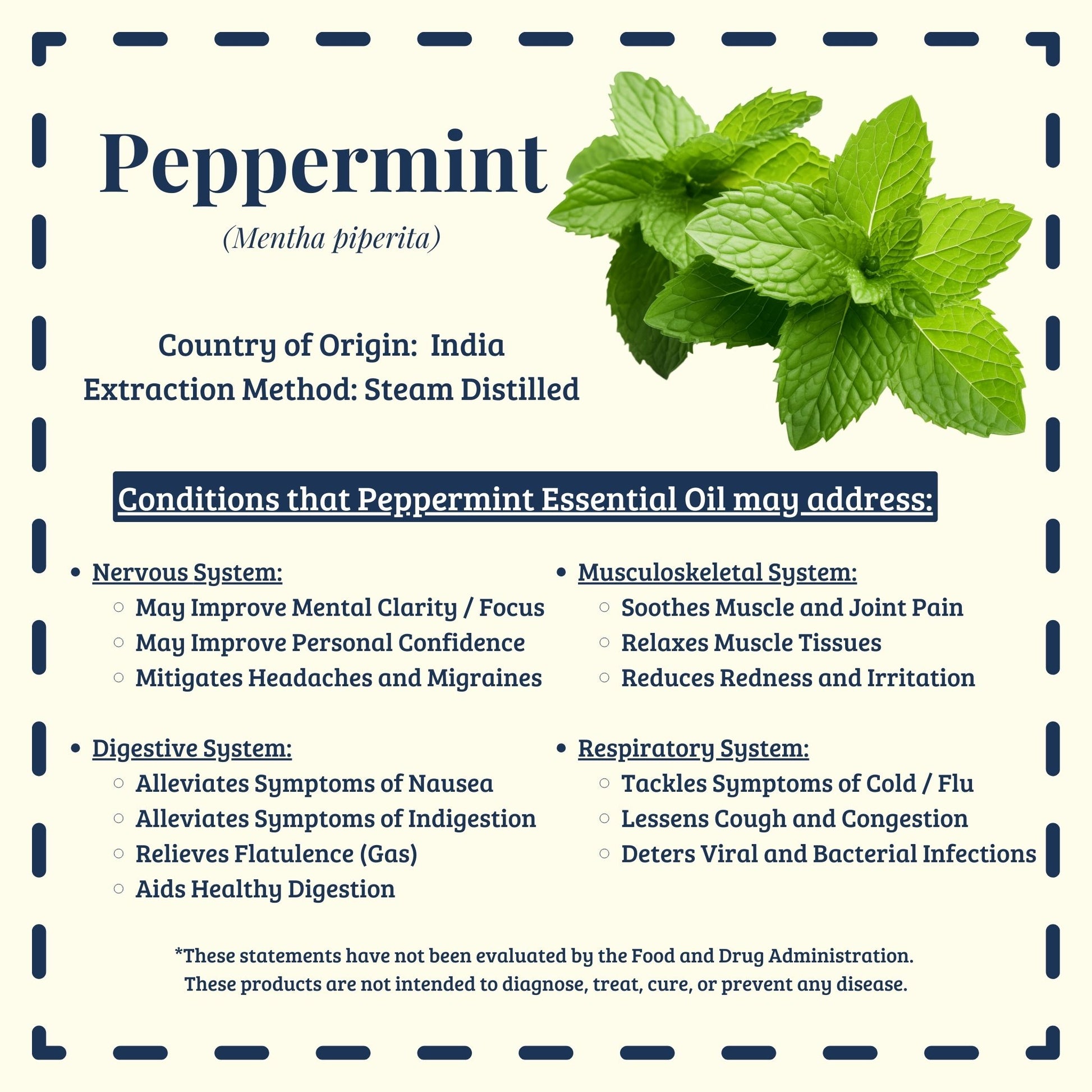 Peppermint essential oil traditional uses for digestion and focus – Diffuse It® Essential for Wellness
