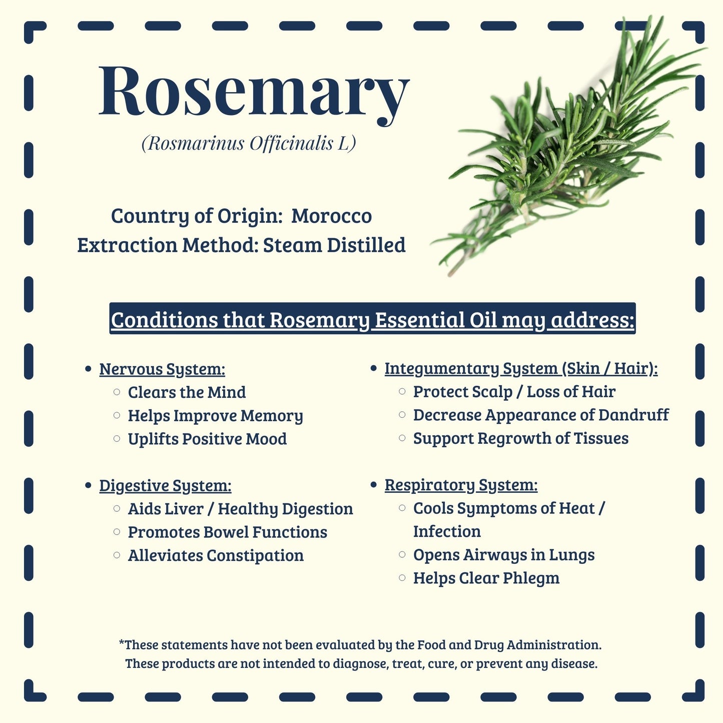 Rosemary essential oil traditional cognitive and hair support uses – Diffuse It® by Essential for Wellness